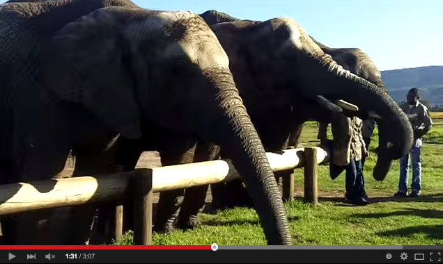 Feeding elephants in Cape Town