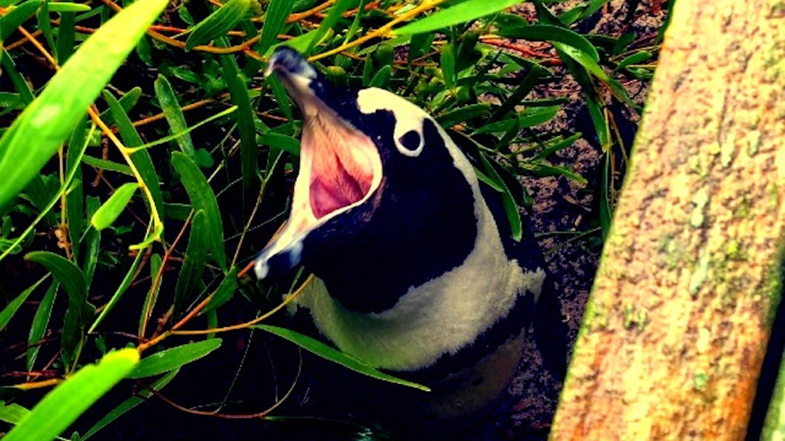 South African Penguin