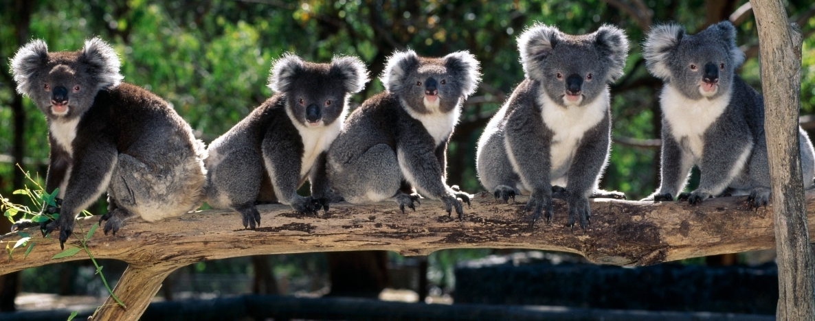 Australia Koala