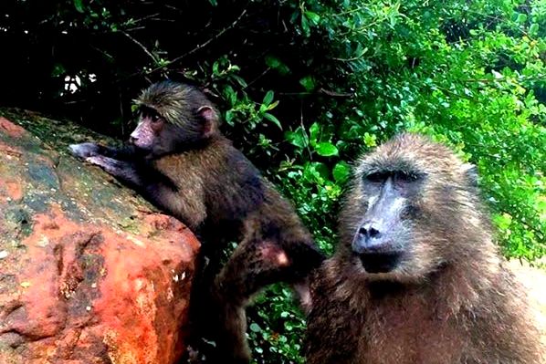 Baboons at Cape Point